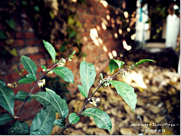24綠葉.JPG 24綠葉.JPG