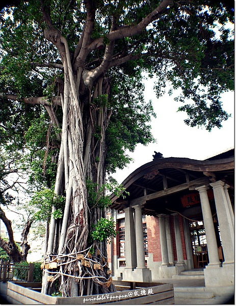 12祈願樹.JPG
