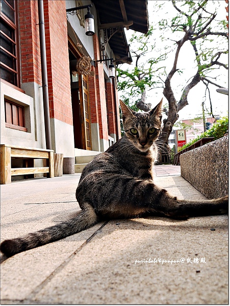 28貓3.JPG