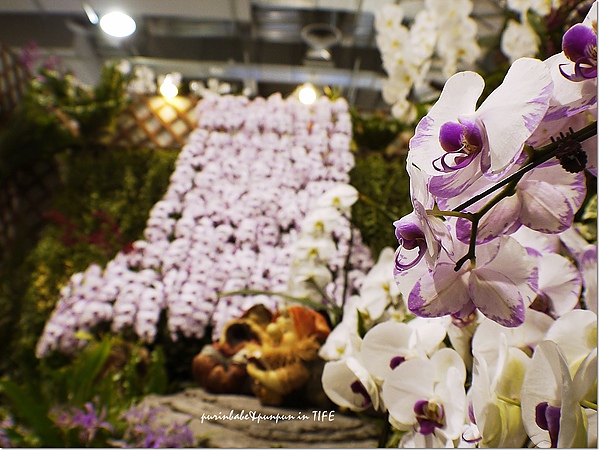 13蘭花.jpg 13蘭花.jpg