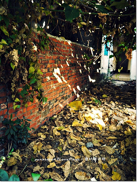 23落葉.JPG