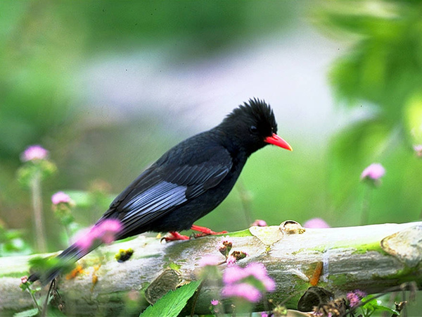 紅嘴黑鵯