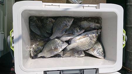 台西3小時漁獲