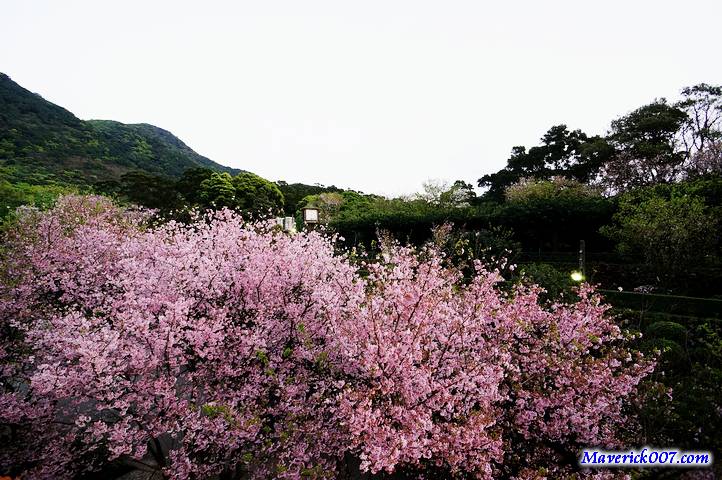 DSC09264.jpg