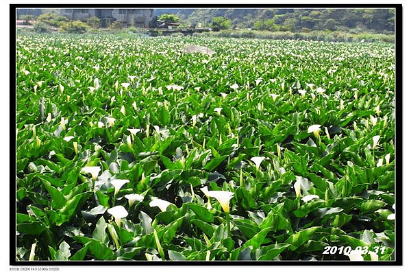nEO_IMG_照片 501.jpg nEO_IMG_照片 501.jpg