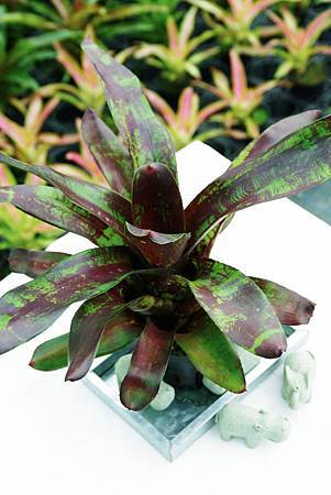 IMGP0017.jpg IMGP0017.jpg