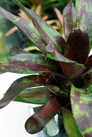 IMGP0021.jpg IMGP0021.jpg