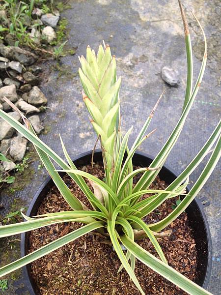 IMG_4249.JPG IMG_4249.JPG