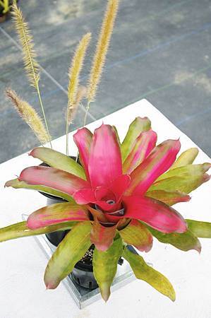 IMGP0063.jpg IMGP0063.jpg