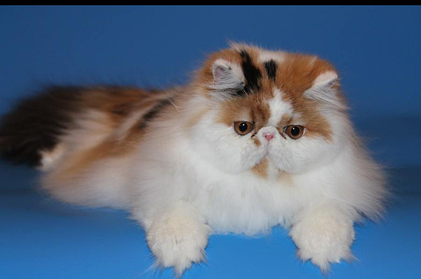 2013-11-29 00.57.10 2013-11-29 00.57.10