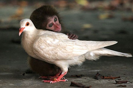 Baby%20monkey%20with%20pigeon%20mom.jpg Baby%20monkey%20with%20pigeon%20mom.jpg