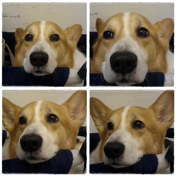 4格飛.jpg 4格飛.jpg