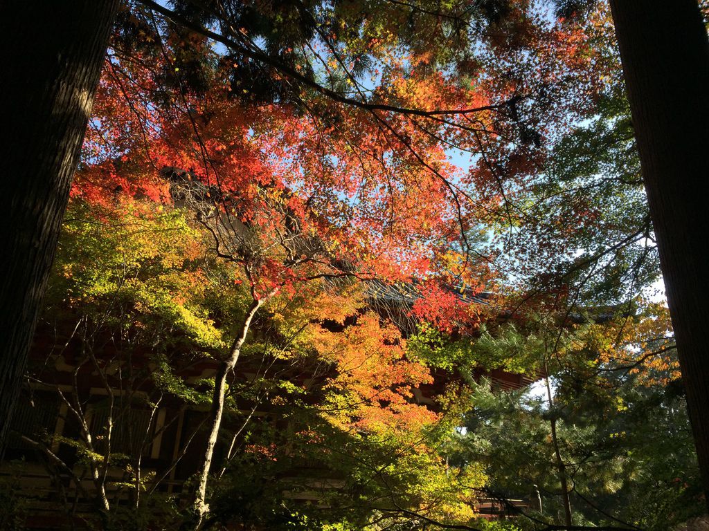 神護寺15.JPG