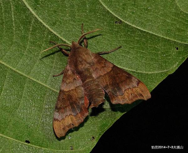 楓天蛾 Cypoides chinensis (Rothschild & Jordan, 1903) 