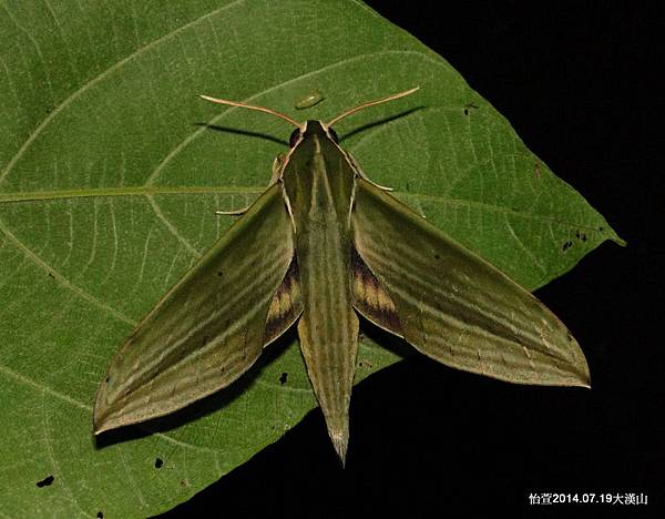 泛綠背線天蛾 Cechenena subangustata Rothschild, 1920