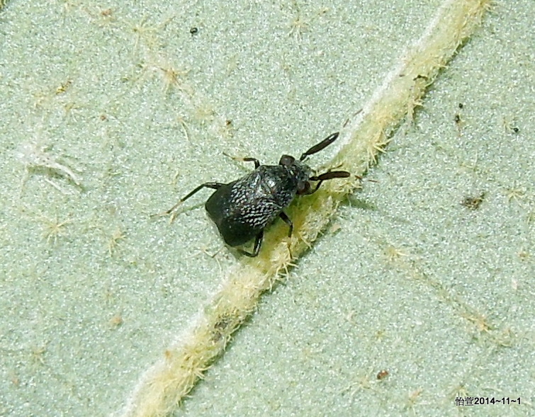 宮本粗角盲椿象 Druthmarus miyamotoi Yasunaga, 2001