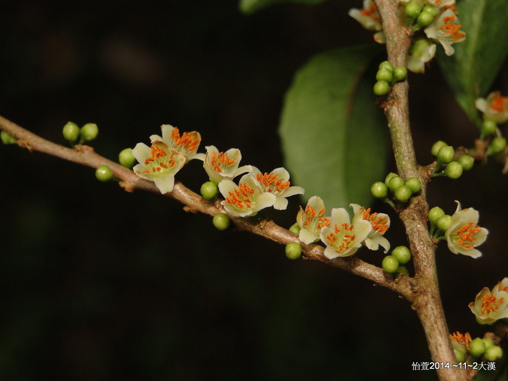 臺灣格柃 Eurya septata Wu, Hsu & Tsou 