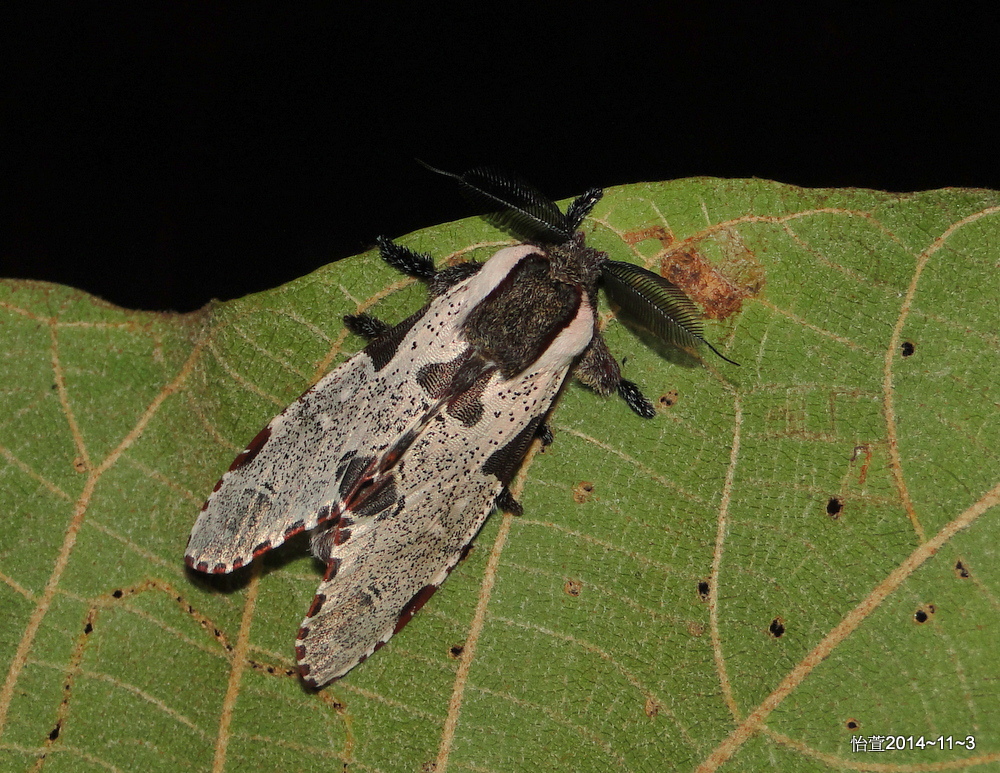 鹿枝背舟蛾 Harpyia formosicola (Matsumura,1929).