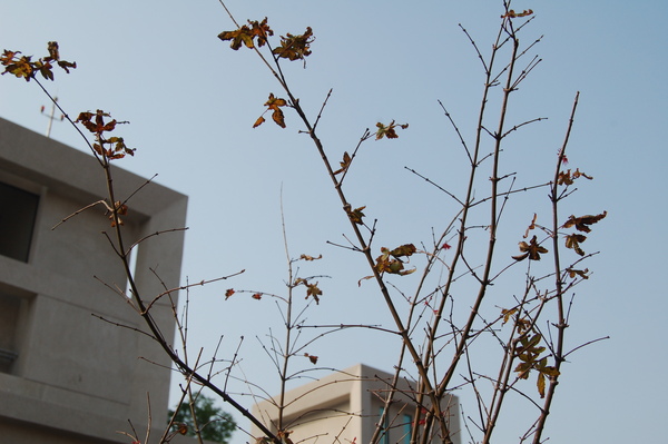 花園 (16).JPG 花園 (16).JPG