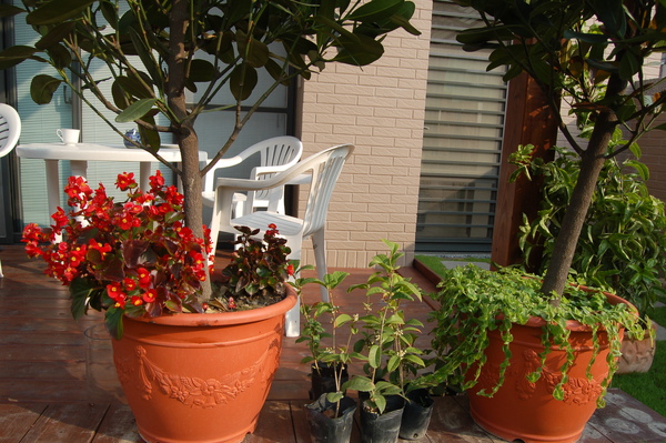 花園 (12).JPG 花園 (12).JPG