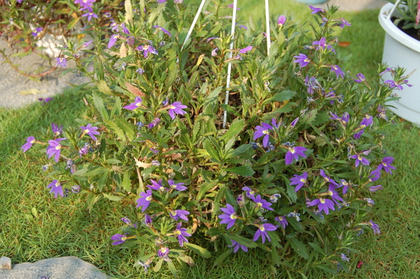 花園 (11).JPG 花園 (11).JPG