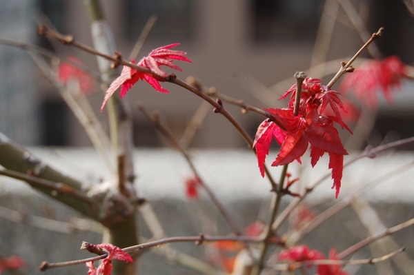 花園 (20).JPG 花園 (20).JPG