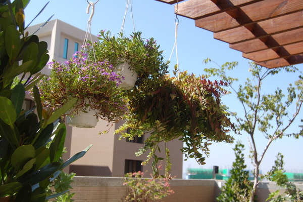 花園玩耍.1 (18).JPG 花園玩耍.1 (18).JPG