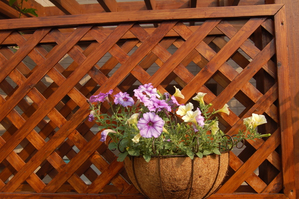 花園 (7).JPG 花園 (7).JPG