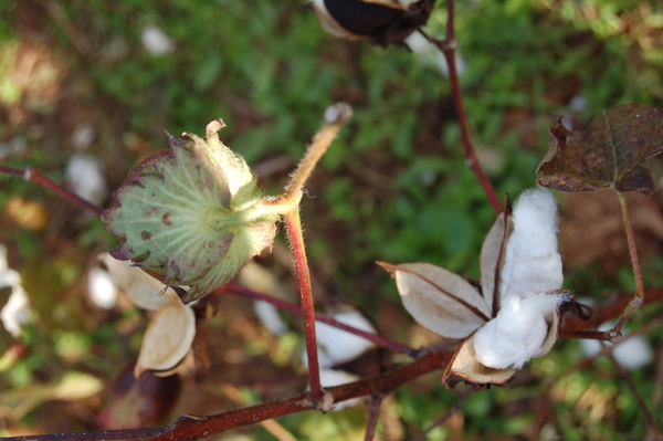 Old Baker farm (39).JPG Old Baker farm (39).JPG