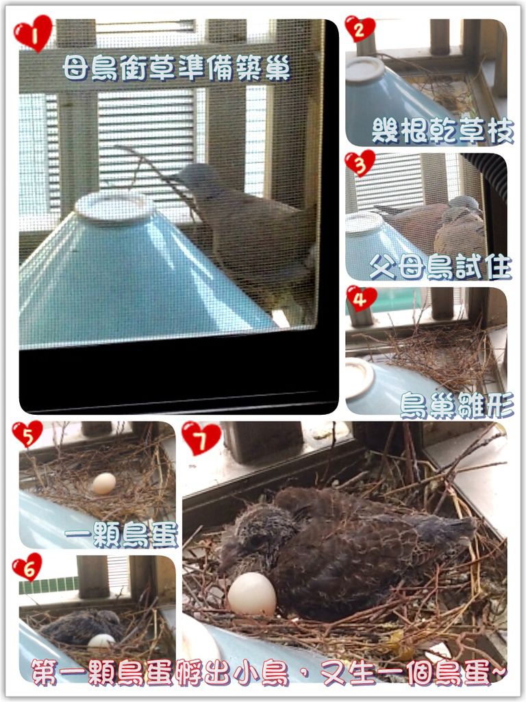 神奇的我家鳥事~ 神奇的我家鳥事~