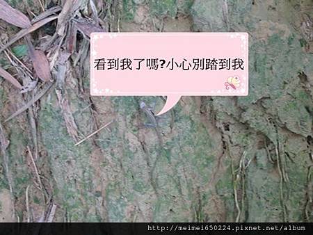 2014.11.01中興林塲 035.jpg