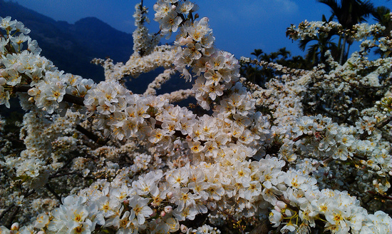 賞梅李花 (1).jpg 賞梅李花 (1).jpg