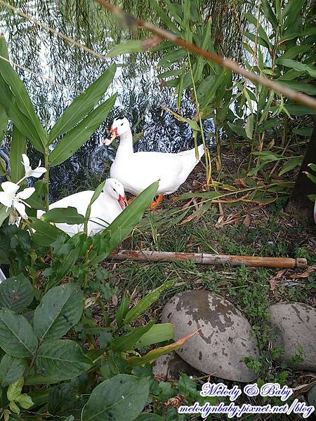 DSC_9613.jpg DSC_9613.jpg