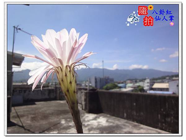 八卦紅仙人掌 八卦紅仙人掌