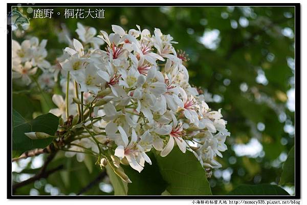 鹿野~桐花大道001 鹿野~桐花大道001