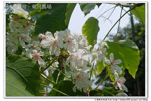 東河~東河農場001 東河~東河農場001