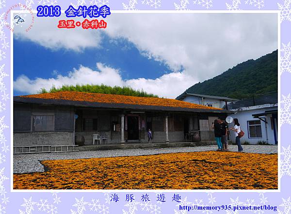 2013赤科山金針季011 2013赤科山金針季011