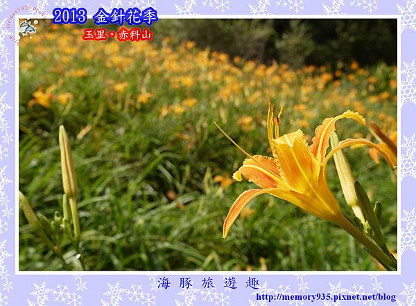 2013赤科山金針066 2013赤科山金針066