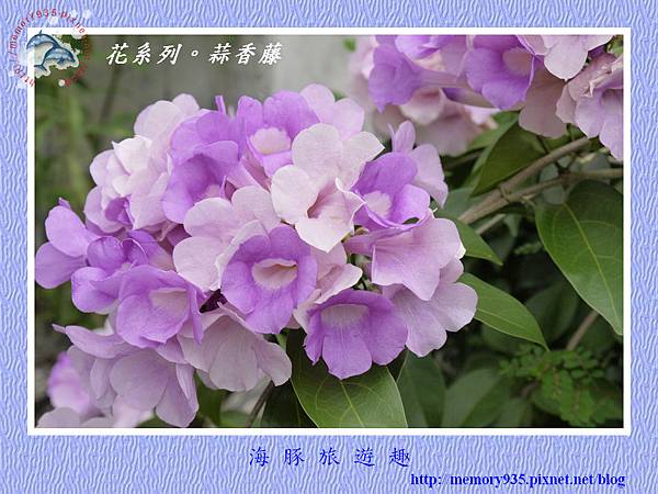 蒜香藤006 蒜香藤006