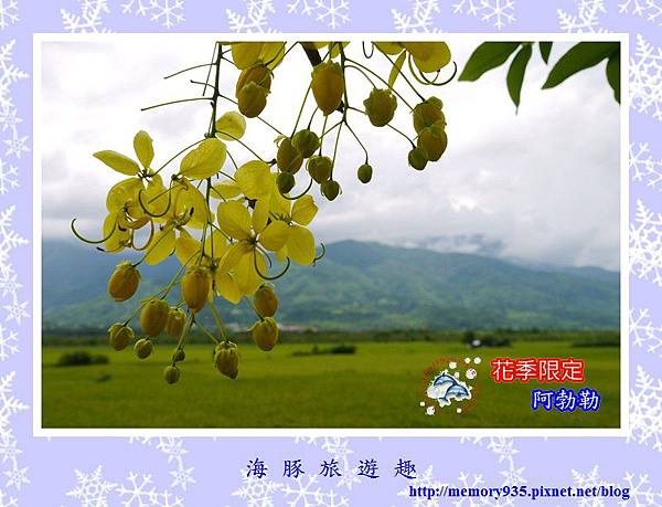 阿勃勒001 阿勃勒001