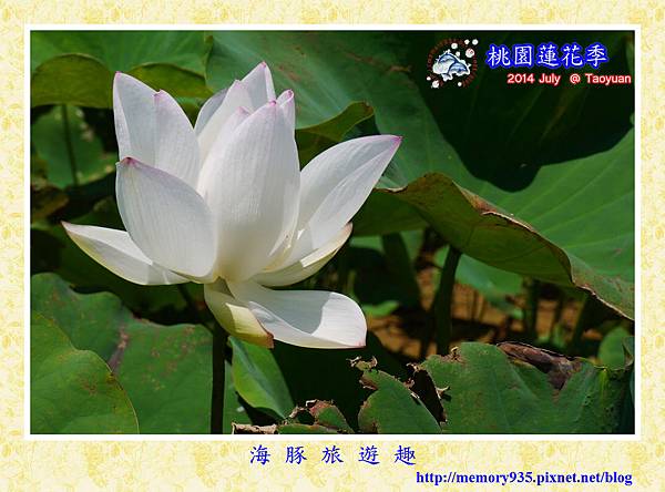 2014桃園蓮花季 (1) 2014桃園蓮花季 (1)