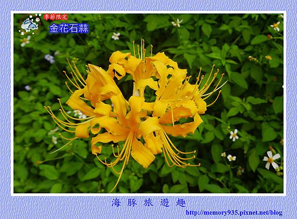 金花石蒜 (1) 金花石蒜 (1)