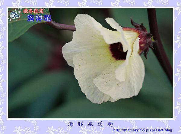 洛神花 (1) 洛神花 (1)