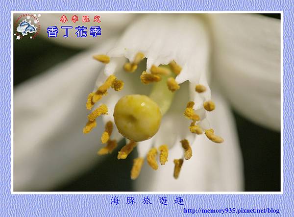 2015台東。香丁花季 (1) 2015台東。香丁花季 (1)