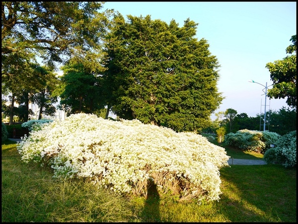易經大學:<南投景點>寒流來襲讓南投山區偷偷下雪啦~「易經大學」 易經大學:<南投景點>寒流來襲讓南投山區偷偷下雪啦~「易經大學」