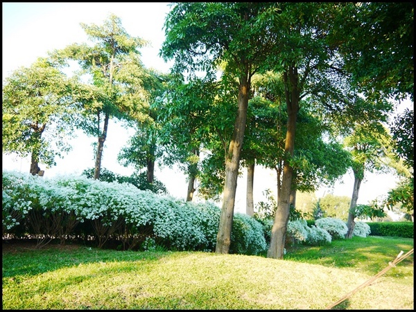 易經大學:<南投景點>寒流來襲讓南投山區偷偷下雪啦~「易經大學」 易經大學:<南投景點>寒流來襲讓南投山區偷偷下雪啦~「易經大學」