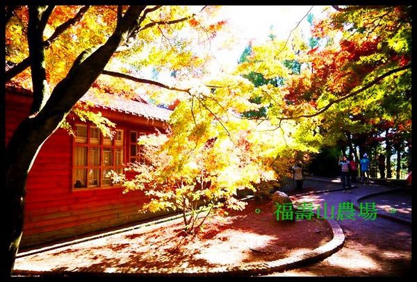 福壽山農場:楓了~楓了~福壽山農場~爆肝也要衝啦~ 福壽山農場:楓了~楓了~福壽山農場~爆肝也要衝啦~