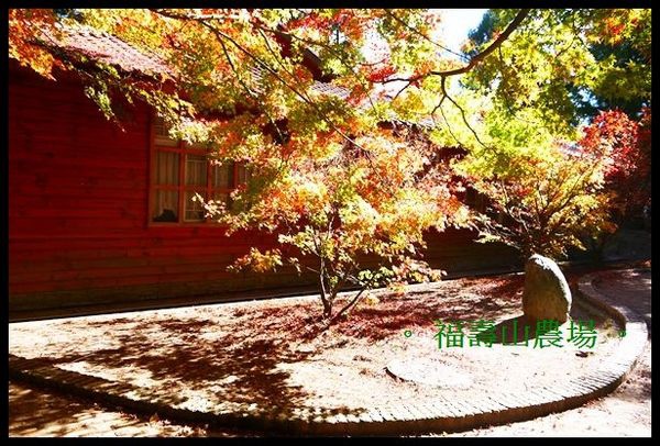 福壽山農場:楓了~楓了~福壽山農場~爆肝也要衝啦~ 福壽山農場:楓了~楓了~福壽山農場~爆肝也要衝啦~