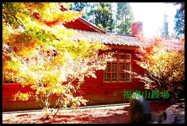 福壽山農場:楓了~楓了~福壽山農場~爆肝也要衝啦~ 福壽山農場:楓了~楓了~福壽山農場~爆肝也要衝啦~
