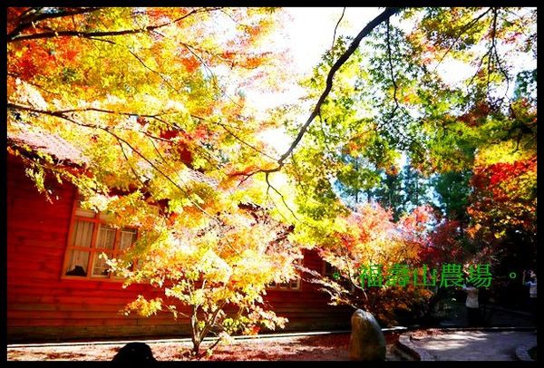 福壽山農場:楓了~楓了~福壽山農場~爆肝也要衝啦~ 福壽山農場:楓了~楓了~福壽山農場~爆肝也要衝啦~
